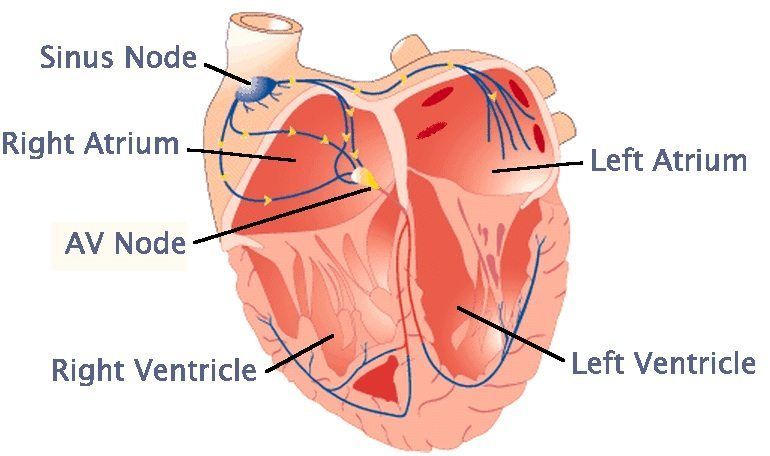 heart cardiac-conduction-system (1)